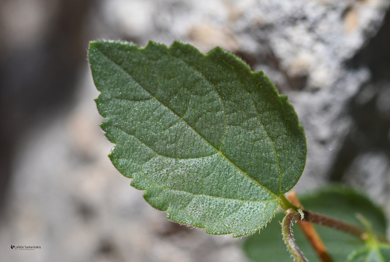 Oriental Hackberry photo 3