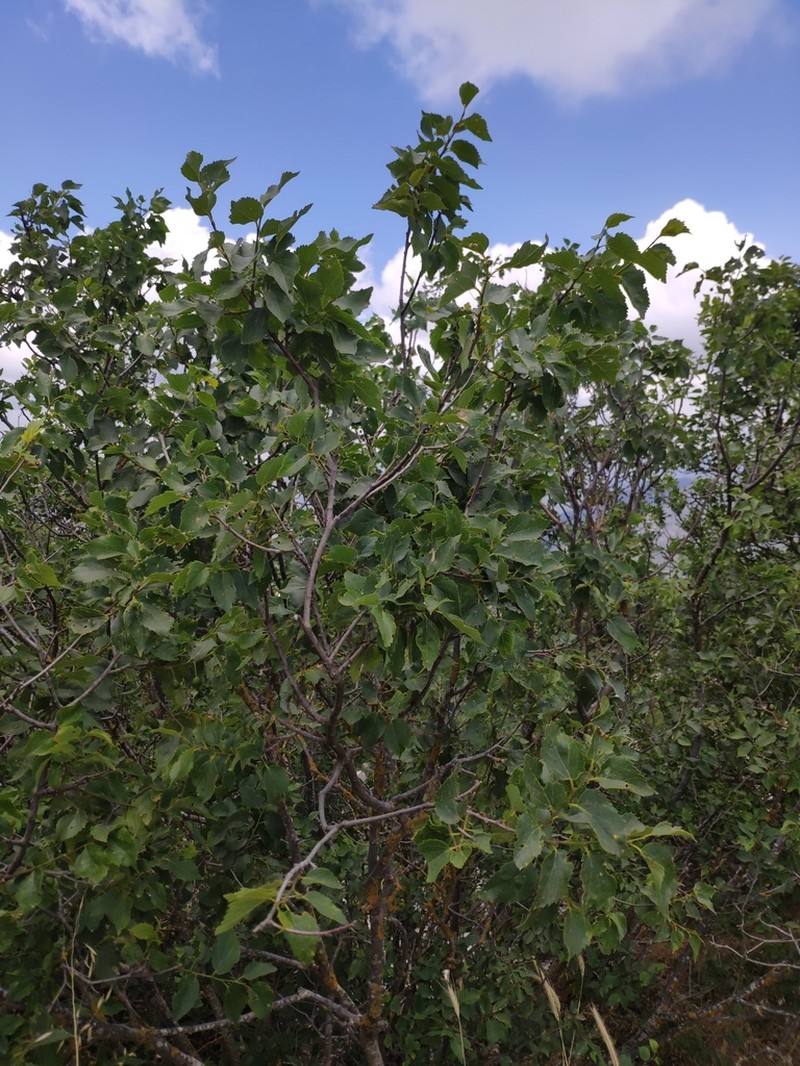 Oriental Hackberry photo 4