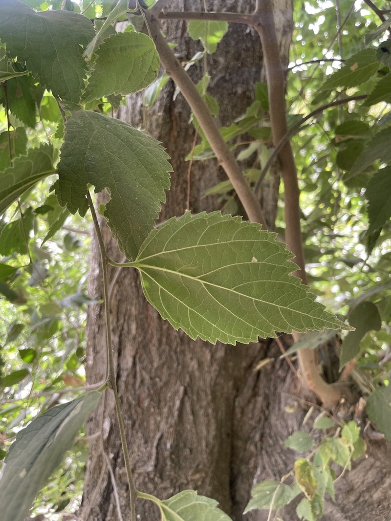 Oriental Hackberry photo 5