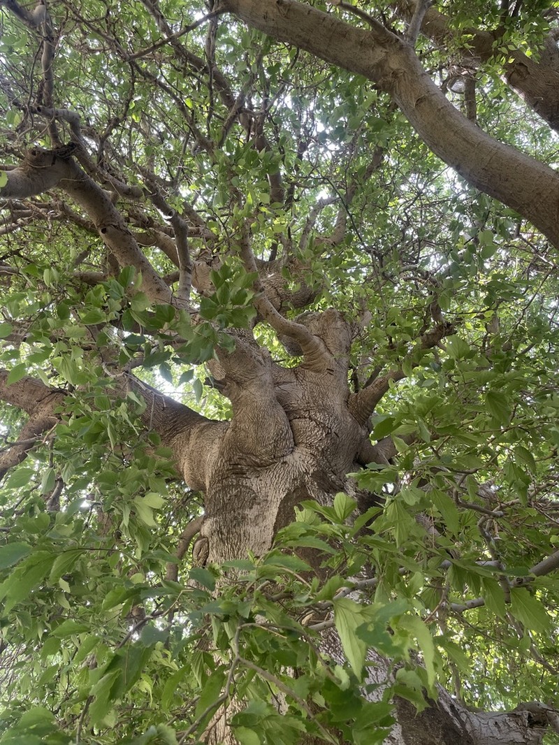 Oriental Hackberry photo 6
