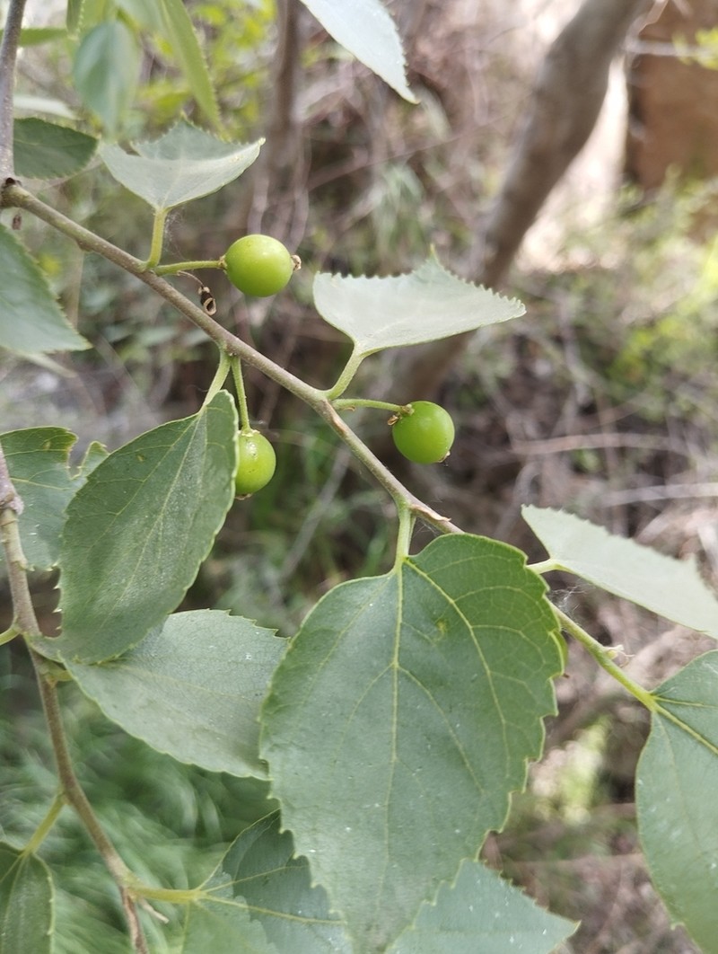 Oriental Hackberry photo 7