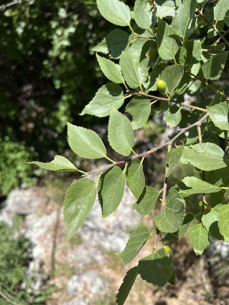 Oriental Hackberry photo 8