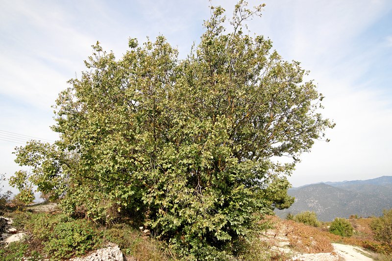 Oriental Hackberry