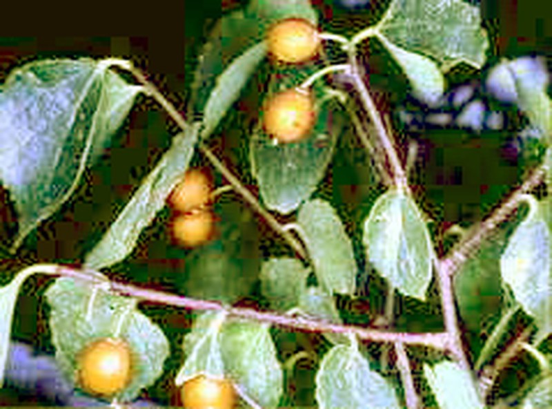 Celtis tournefortii subsp. aetnensis