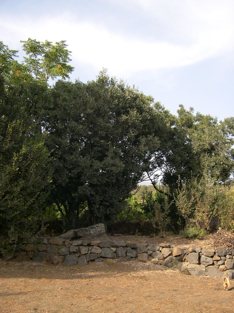 Celtis tournefortii subsp. aetnensis photo 2