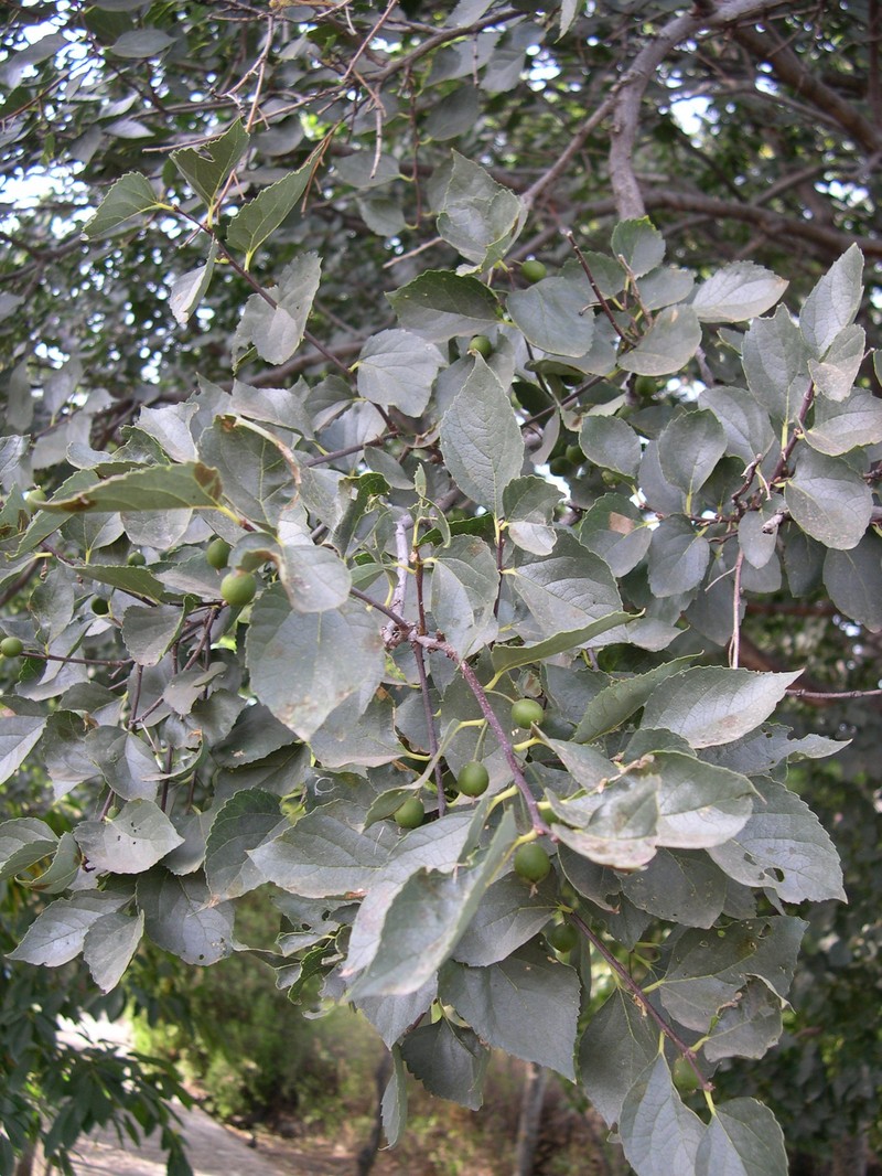 Celtis tournefortii subsp. aetnensis photo 3