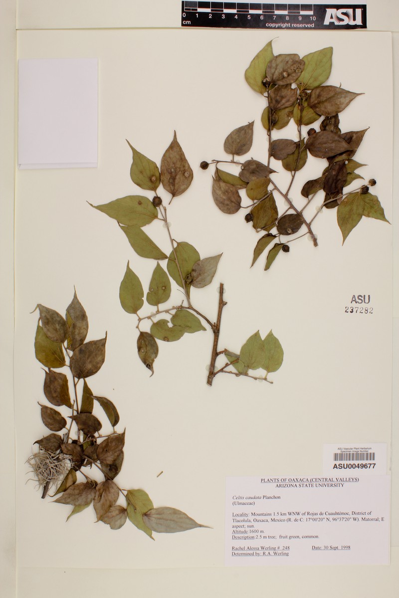 Celtis tournefortii subsp. tournefortii