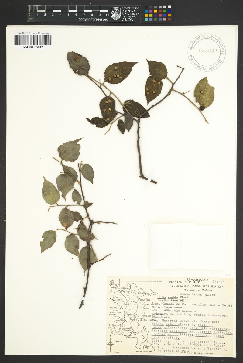 Celtis tournefortii subsp. tournefortii photo 2
