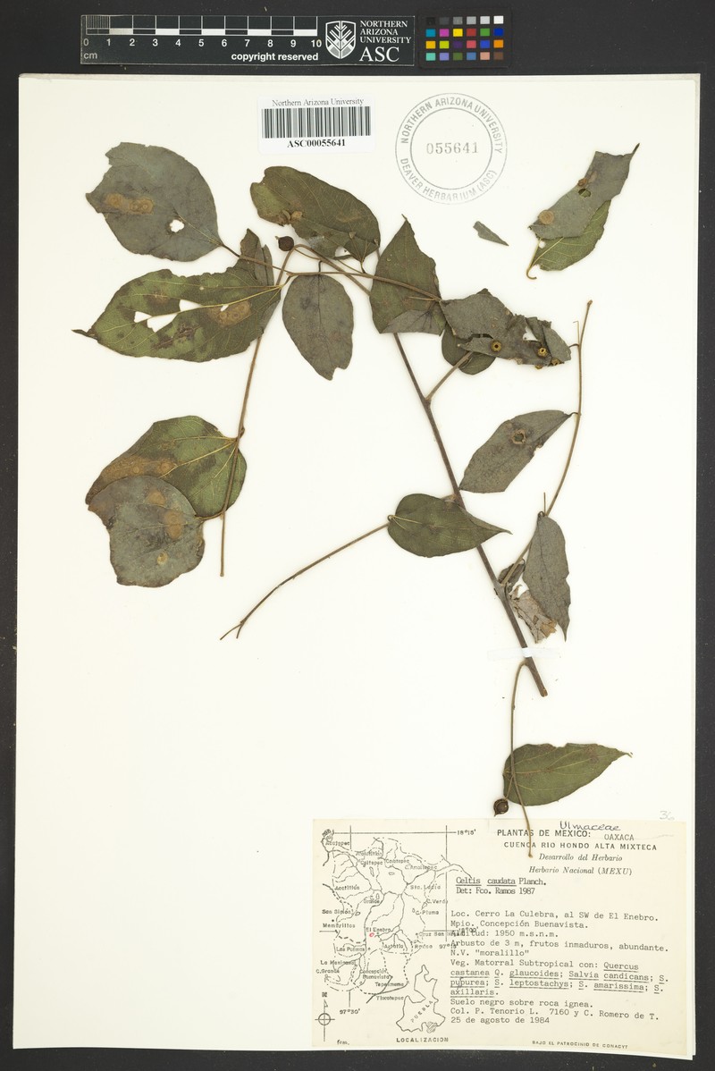 Celtis tournefortii subsp. tournefortii photo 3