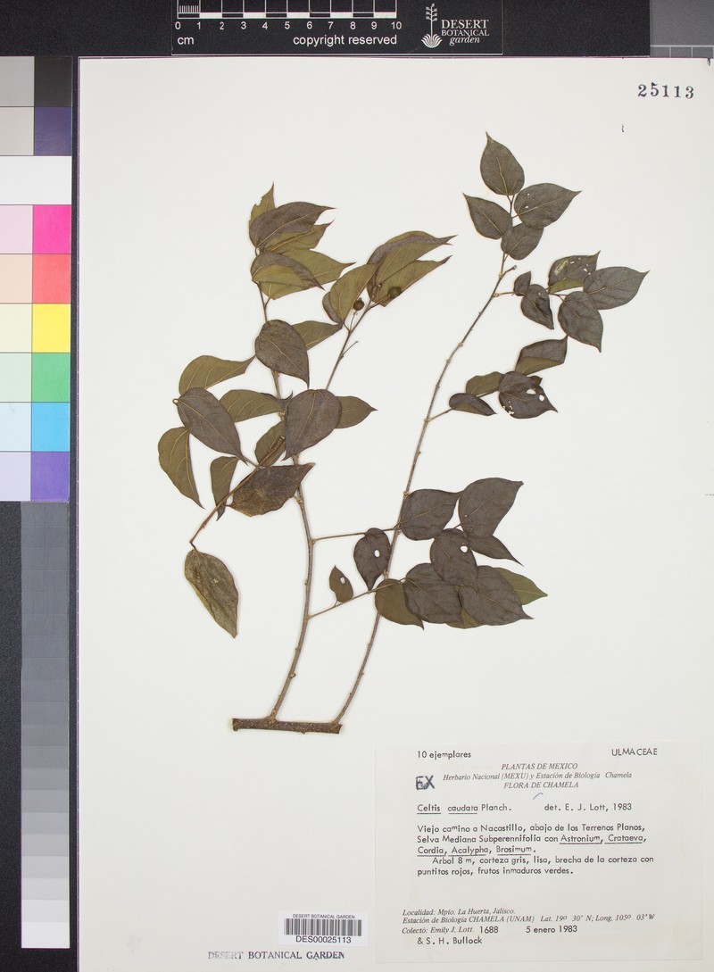 Celtis tournefortii subsp. tournefortii photo 4