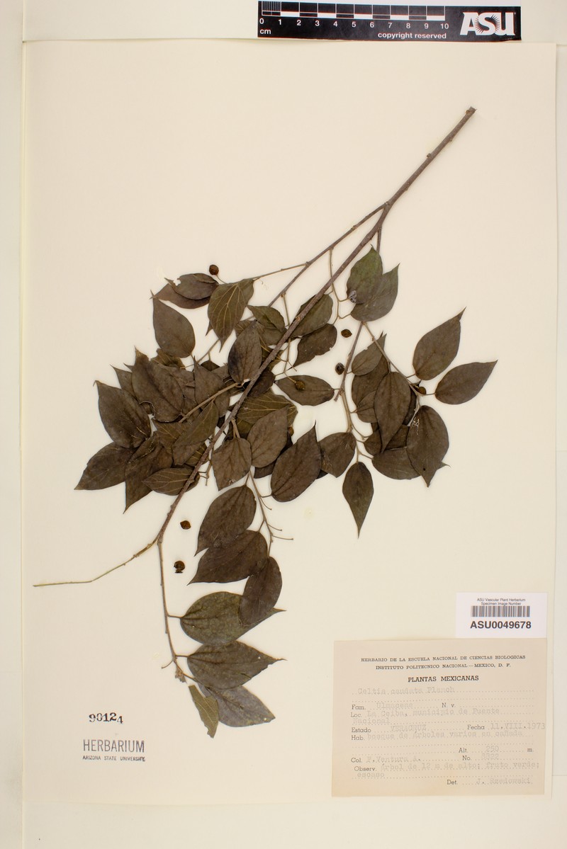 Celtis tournefortii subsp. tournefortii photo 5