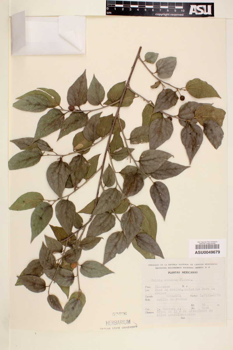 Celtis tournefortii subsp. tournefortii photo 6