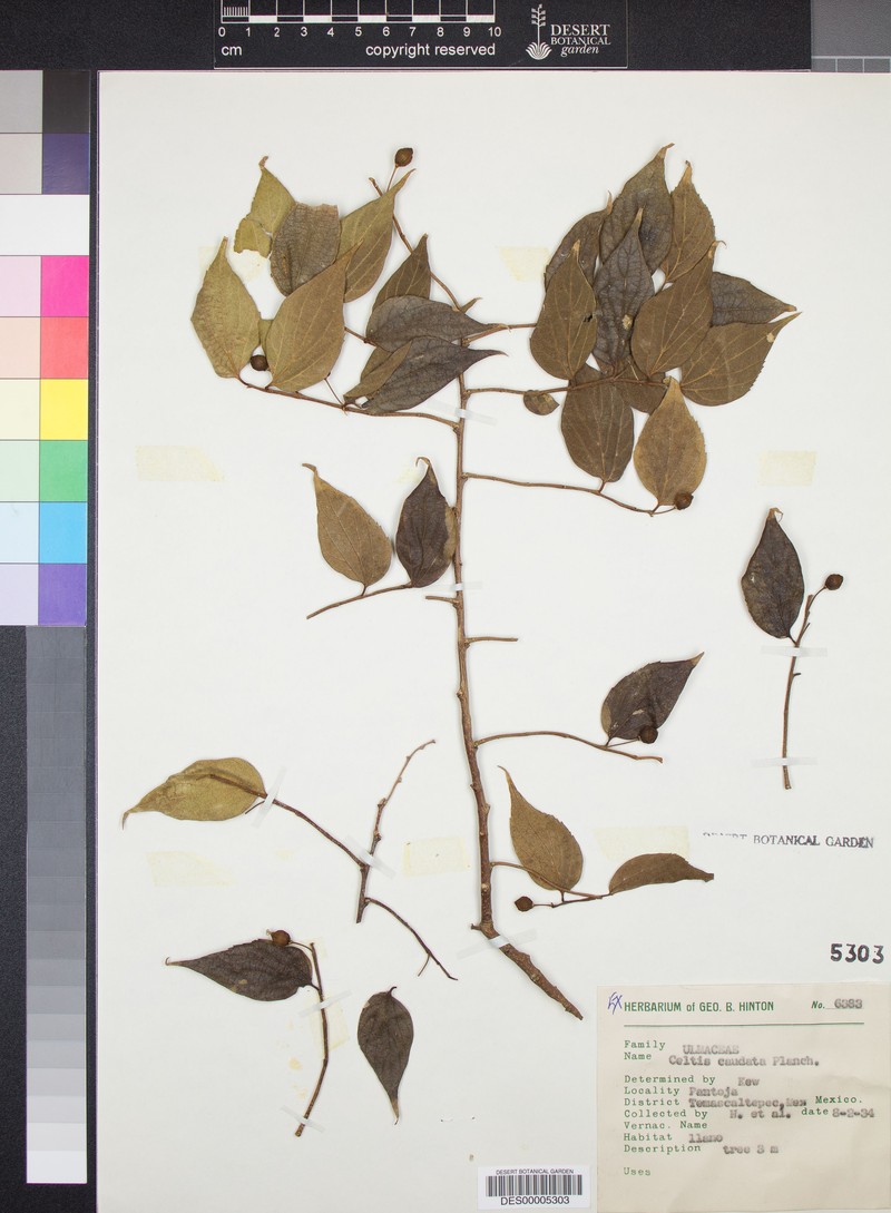 Celtis tournefortii subsp. tournefortii photo 7