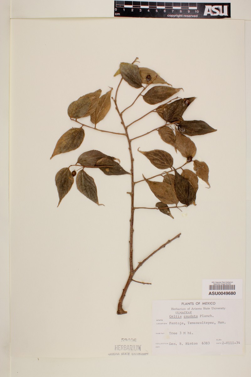 Celtis tournefortii subsp. tournefortii photo 8
