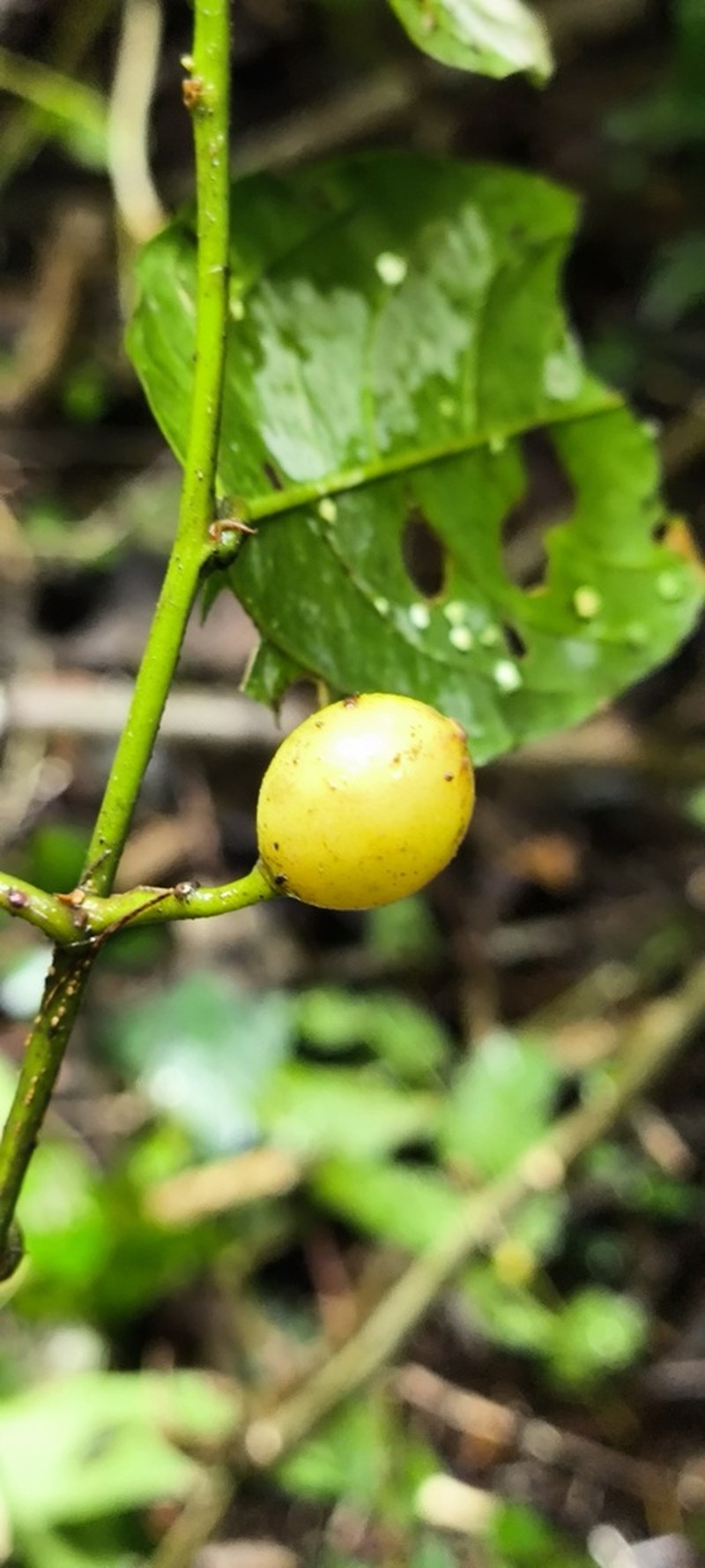 Celtis triflora