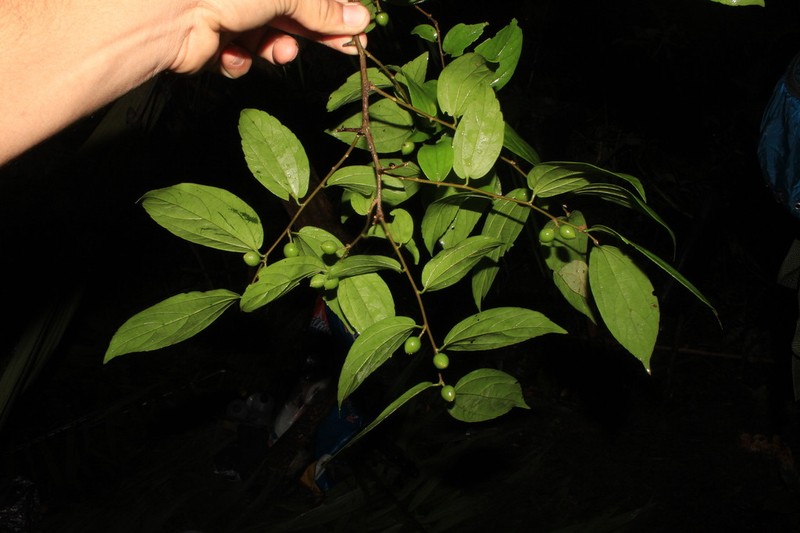 Celtis triflora photo 2