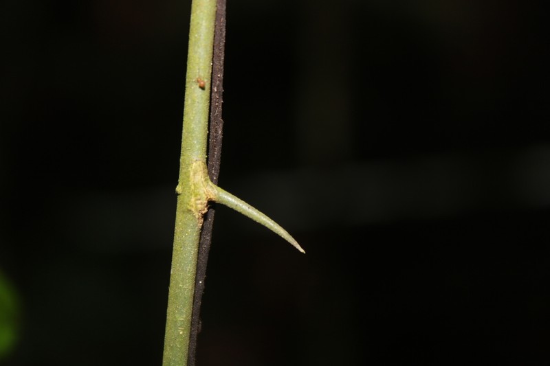Celtis triflora photo 3