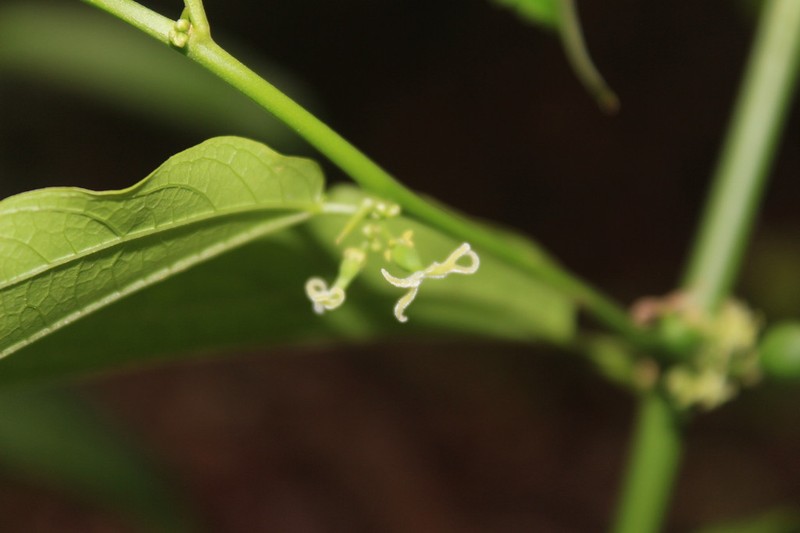 Celtis triflora photo 4