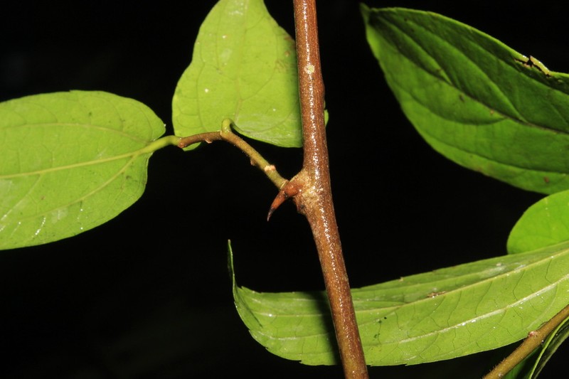 Celtis triflora photo 5