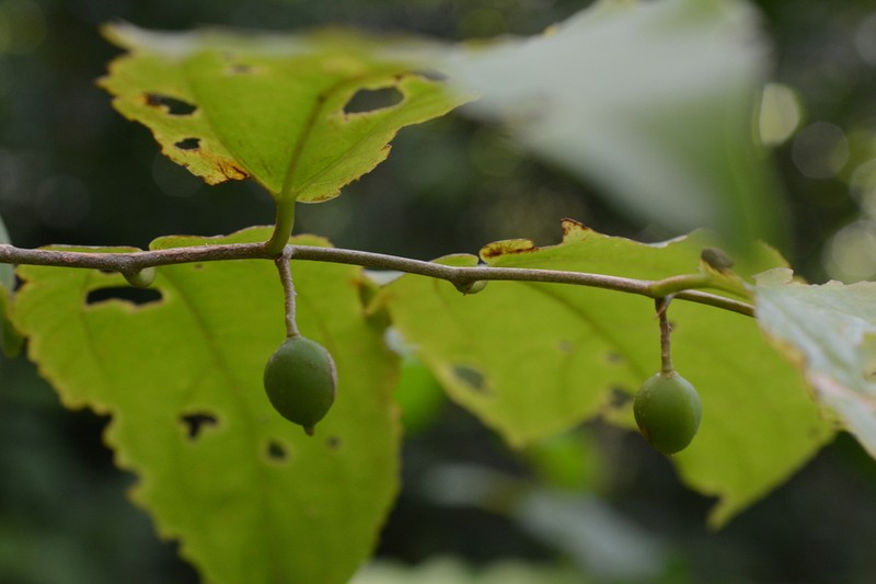 Celtis triflora photo 6