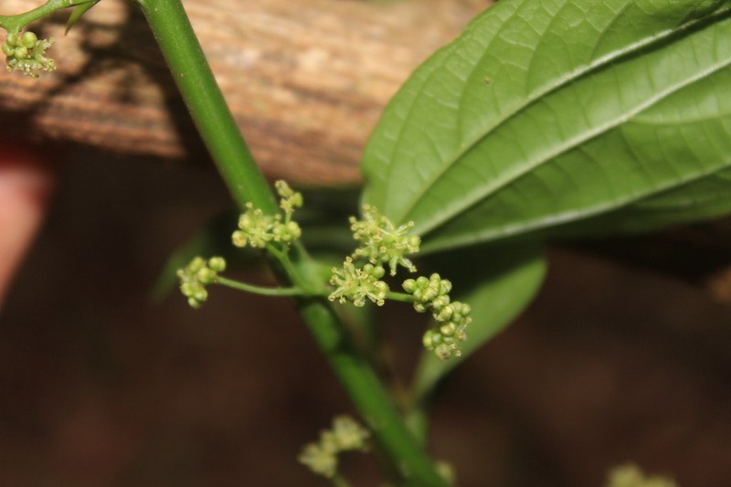Celtis triflora photo 7