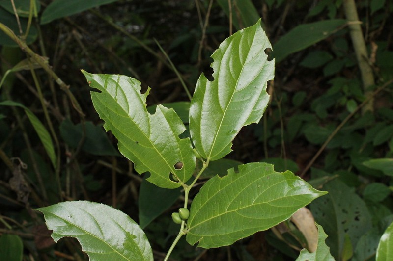 Celtis triflora photo 8