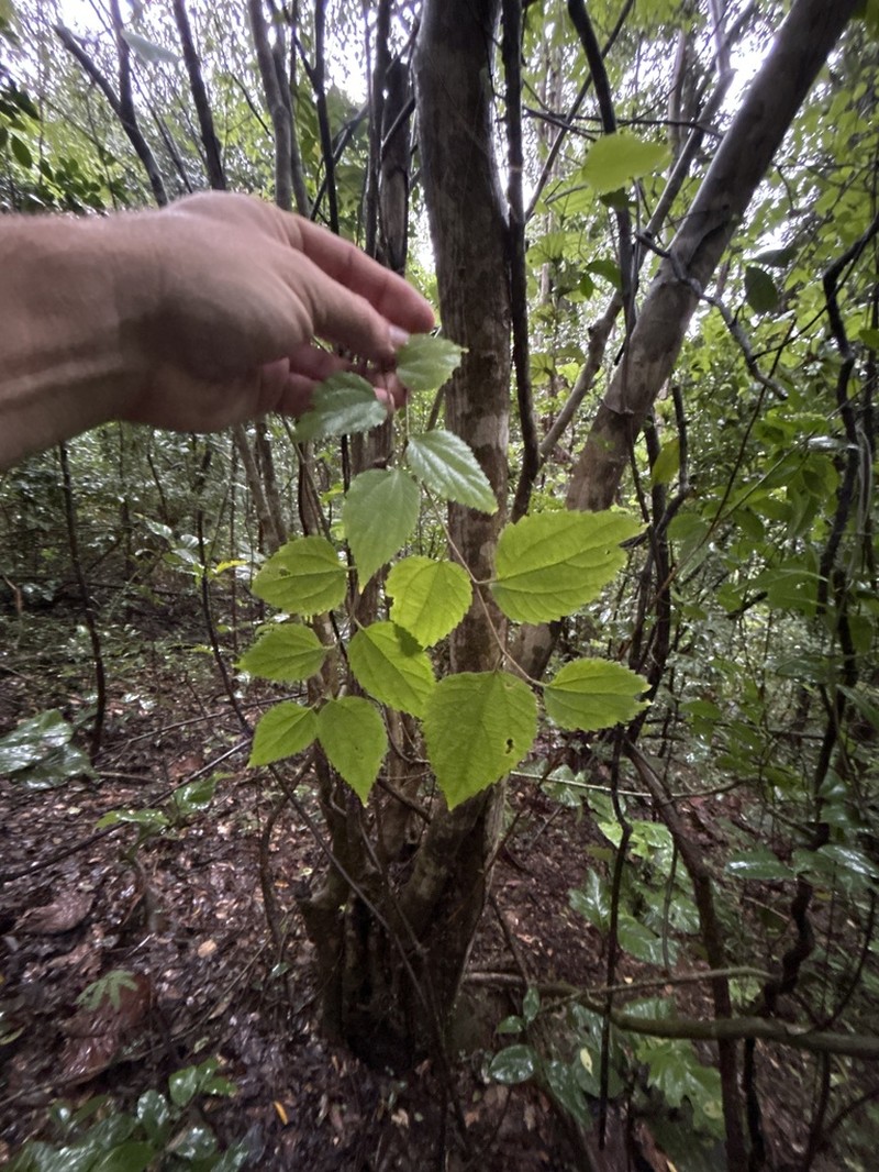 Almex photo 2