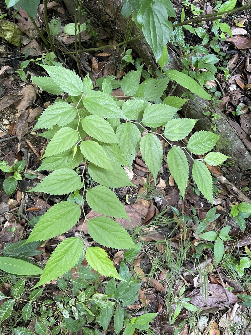 Almex photo 3