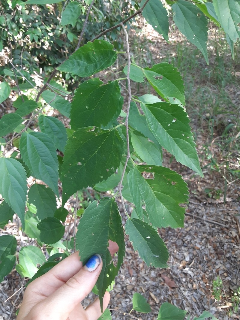 Almex photo 4