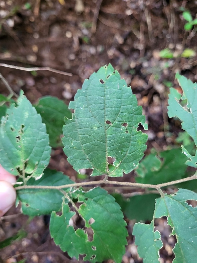 Almex photo 6