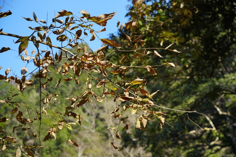 Celtis vandervoetiana