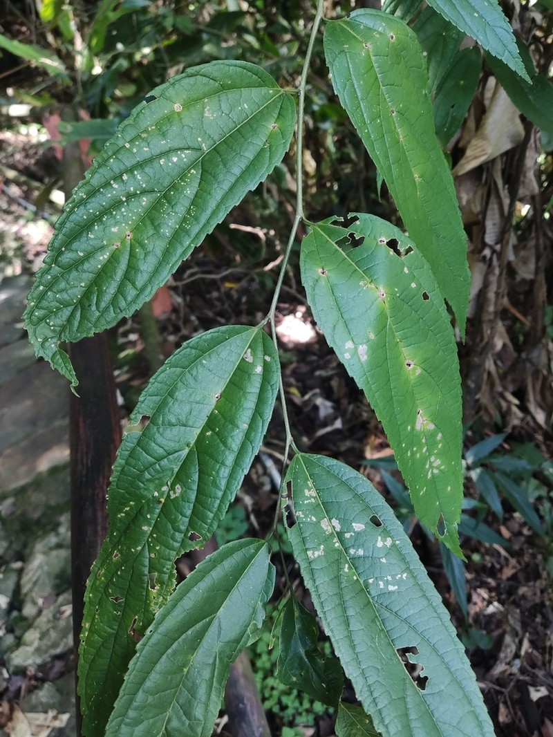 Celtis vandervoetiana photo 2