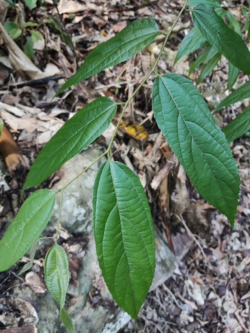 Celtis vandervoetiana photo 3