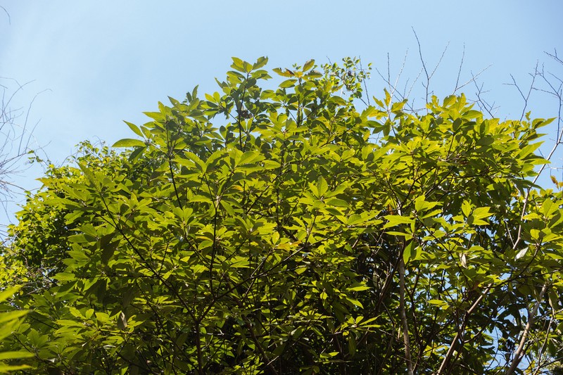 Celtis vandervoetiana photo 4