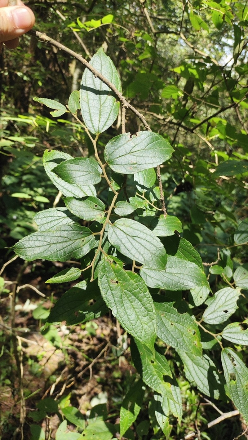 Celtis vandervoetiana photo 5