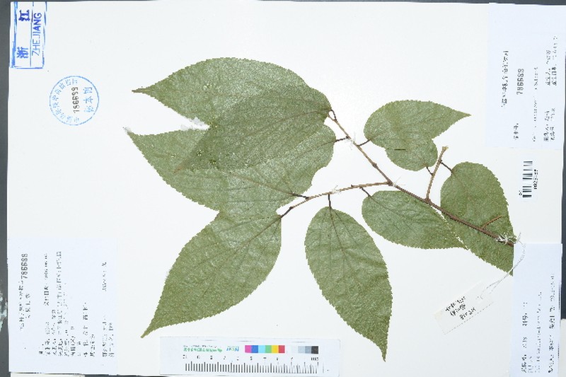 Celtis vandervoetiana photo 6
