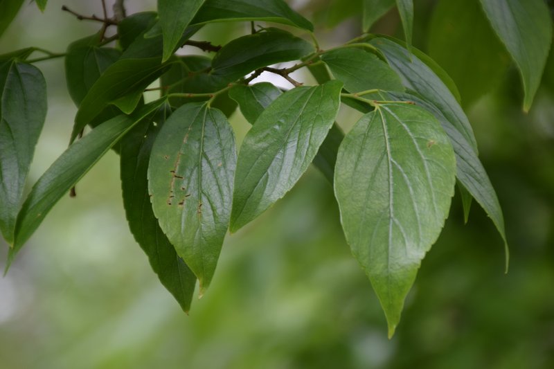 Celtis yunnanensis