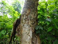 Celtis zenkeri