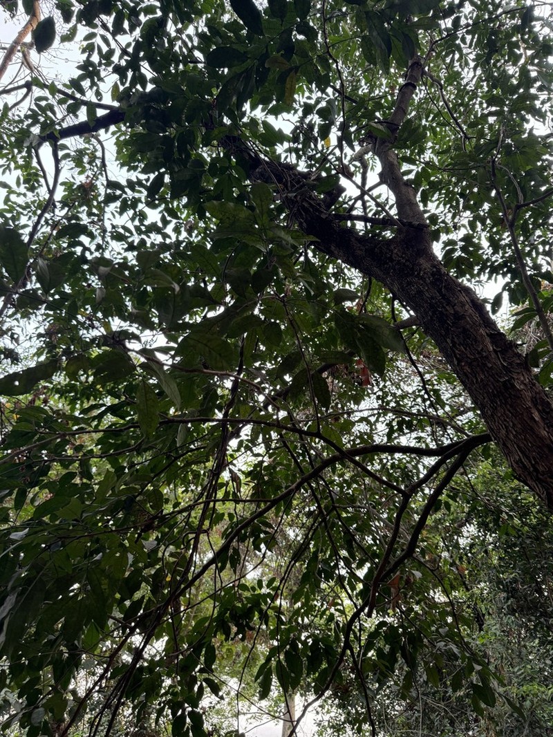 Celtis zenkeri photo 2