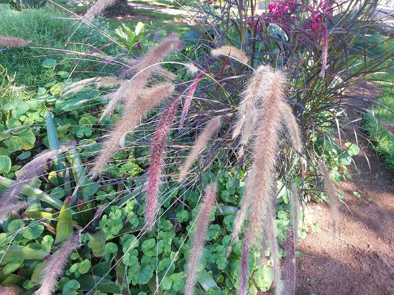 Foreign Fountaingrass photo 6