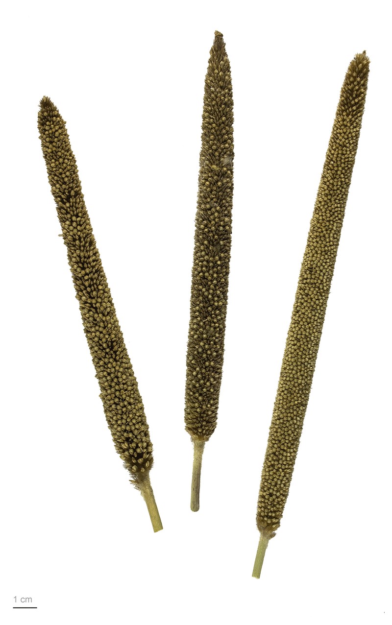Pearl Millet photo 7