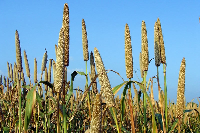Pearl Millet photo 8