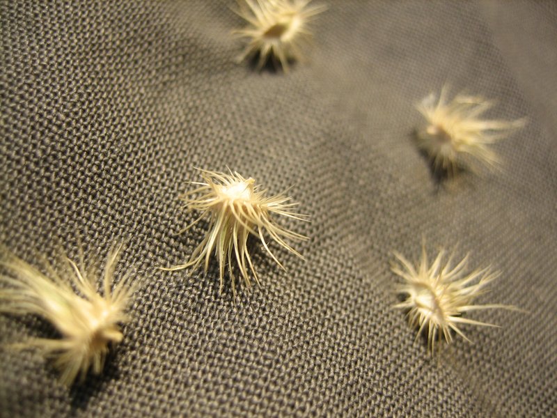 Indian Sandbur photo 2