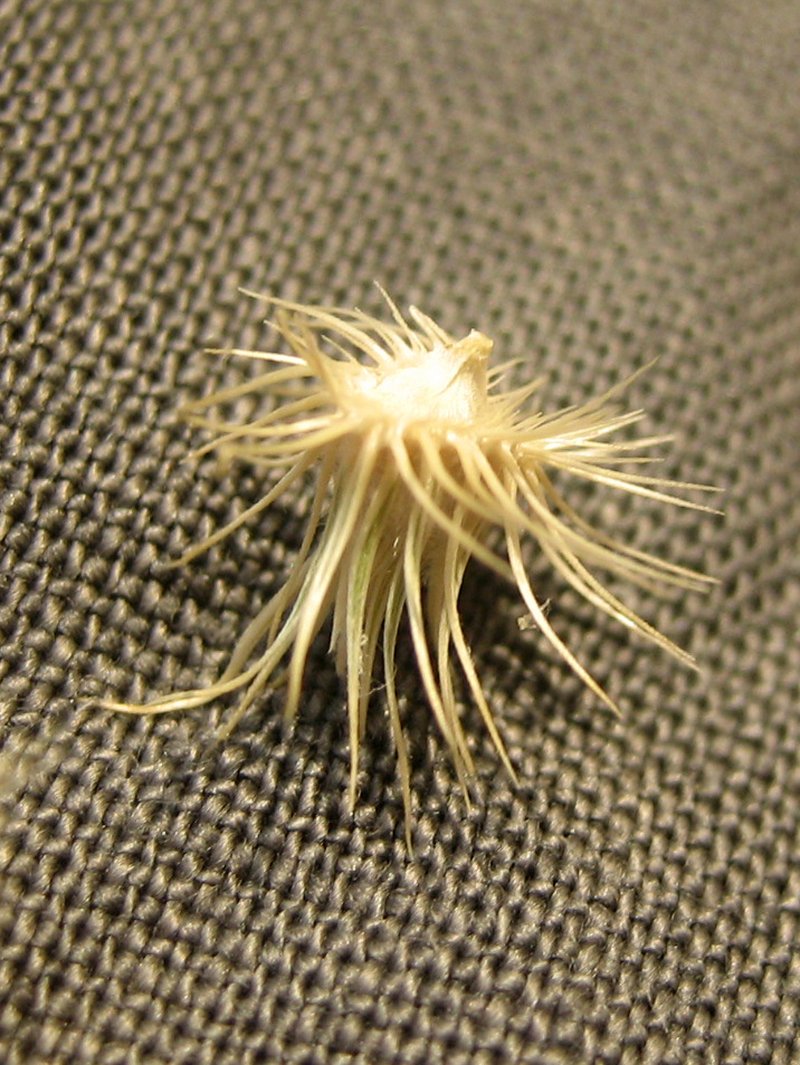 Indian Sandbur photo 3