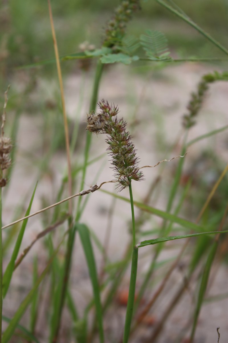 Indian Sandbur
