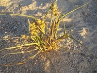 Slimbristle Sandbur