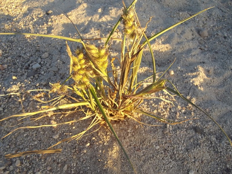 Slimbristle Sandbur