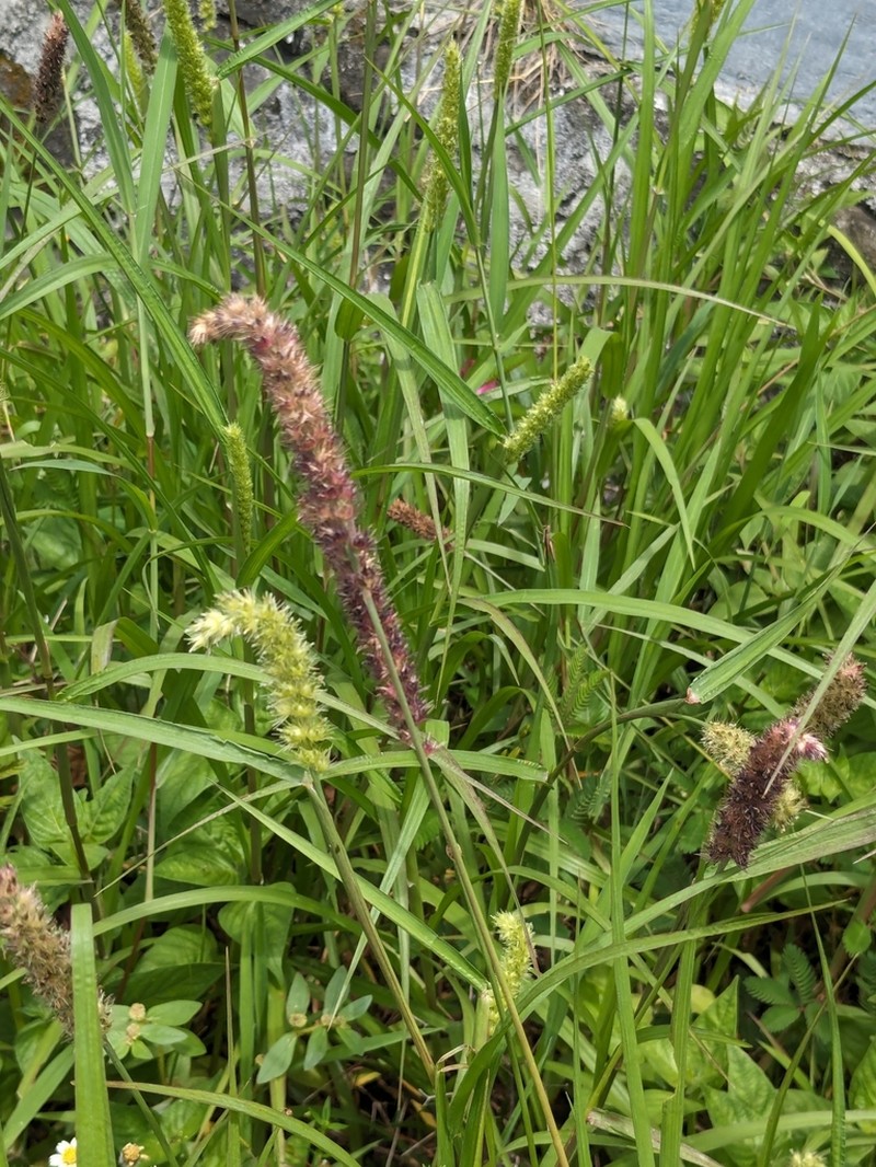 Slimbristle Sandbur photo 2
