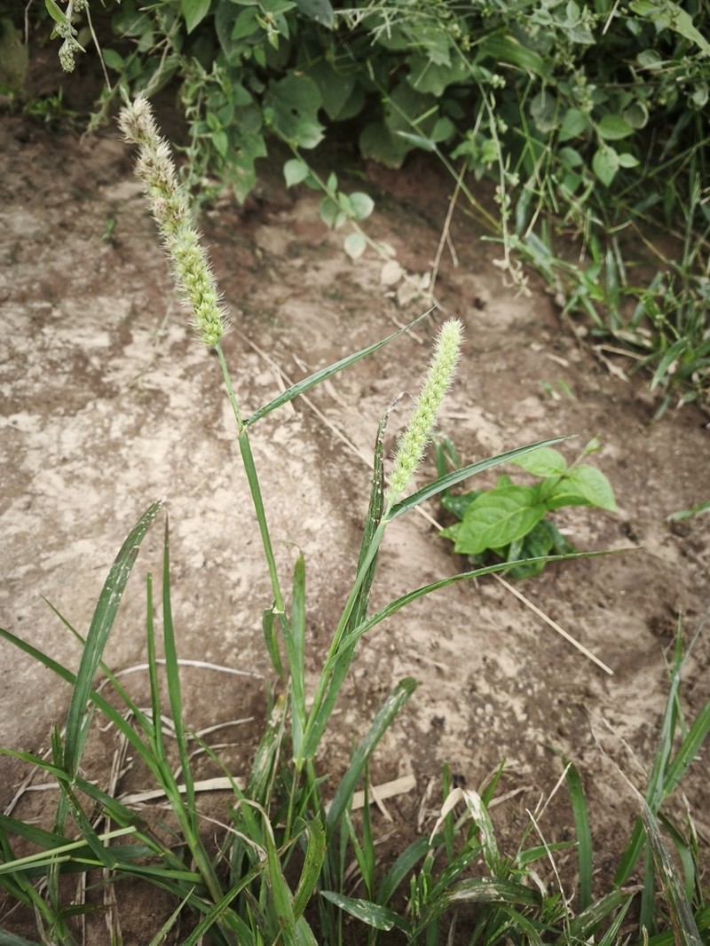 Slimbristle Sandbur photo 3