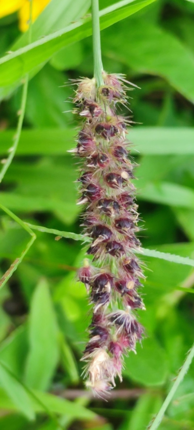 Slimbristle Sandbur photo 4